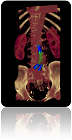 Virtual Stenting Abdominal